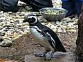 World Celebrates Penguin Day | BahVideo.com