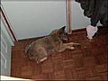 Coyote Breaks Into Home Takes Nap | BahVideo.com