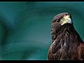 Los halcones que protegen de palomas a los  | BahVideo.com