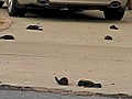 9RAW Dead birds rain on US town | BahVideo.com