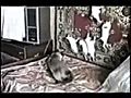 Exttremly funny cats | BahVideo.com