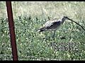Adult female Long-billed Curlew foraging | BahVideo.com