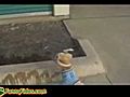 Funny Hand Stand Peeing Dog | BahVideo.com