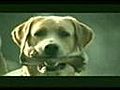 Dog | BahVideo.com