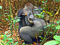Mating Gorillas | BahVideo.com