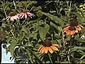 Garden Guru Colorful Ideas for your Yard | BahVideo.com