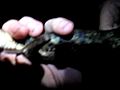 We found a Baby Aligator | BahVideo.com