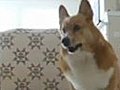 Dog Does Crazy Dance for Food | BahVideo.com