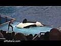 caida de la orca | BahVideo.com