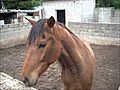 caballo arabe | BahVideo.com