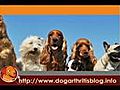 Hip Dysplasia and Dog Arthritis | BahVideo.com