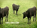 Cows amp amp Cows amp amp Cows | BahVideo.com