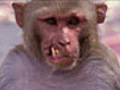 Monkey Gang Psychology | BahVideo.com