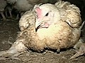 Tiere sind auch nur Menschen - vom Dioxin und  | BahVideo.com