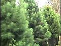 Christmas Tree Rental video  | BahVideo.com
