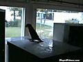 Le perroquet tecktonik | BahVideo.com