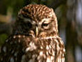 Little owl | BahVideo.com