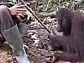 Orangutans show talent for mime | BahVideo.com