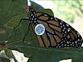 News Monarch Butterflies Tagged for Trip South | BahVideo.com