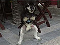 Un chien se masturbe debout | BahVideo.com