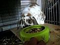 Rabbit Refuses To Eat | BahVideo.com