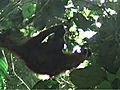 Animals Orangutan Kiss Noise Deceitful | BahVideo.com