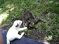 Playful kittens on a hot day  | BahVideo.com