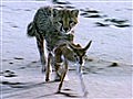 National Geographic Animals - Cheetah Hunt  | BahVideo.com