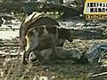 2 Stranded Dogs In Japan Capture Hearts | BahVideo.com
