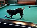 Dog Plays Pool | BahVideo.com