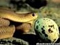 Snake eats Egg 3 | BahVideo.com