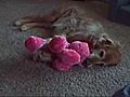 Funny Dog Habits | BahVideo.com
