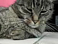Lazy Cat Vs Lazy Fly | BahVideo.com