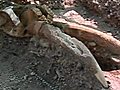 Cile ritrovato scheletro di mammut | BahVideo.com
