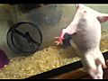 Pregnant or not pregnant mice  | BahVideo.com