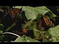 Mexico s Monarch Butterflies At Risk  | BahVideo.com