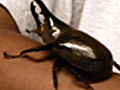 News Zoo Logic Hercules Beetle | BahVideo.com