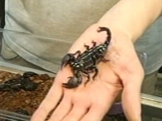 Scorpion Bites Man on Commercial Flight to Alaska | BahVideo.com