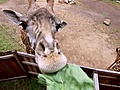 Ruby - Bonus Zoo Adventure | BahVideo.com
