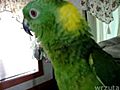 Papuga z niezwyklym glosem | BahVideo.com