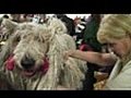 How pooches get primped for the Westminster Dog Show | BahVideo.com