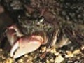 Crab In Rock Crevice | BahVideo.com