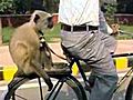 Monkeys Help Indian Security Forces | BahVideo.com
