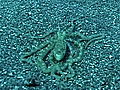 Animals Octopus Mimics Flounder | BahVideo.com