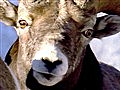 National Geographic Animals - Ready Set Ram  | BahVideo.com