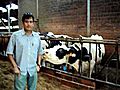 asif bhai with cow | BahVideo.com