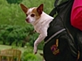 Carry your pet in a backpack | BahVideo.com