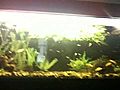 Sungfoo s Fish Tank My Feet and Satchi | BahVideo.com