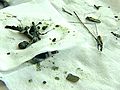 Sand Twigs Rocks Found Inside Penguin | BahVideo.com
