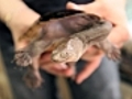 La tortue cou de serpent | BahVideo.com